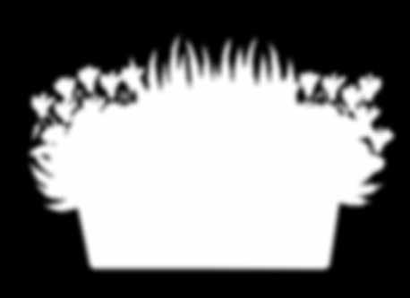 zeigt größeres Exemplar Knospenblüherheide Calluna