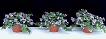 Pflanzen prüfte. Sutera (Schneeflockenblume) ist Bestandteil des Hauptsortiments bei Beetund Balkonpflanzen und weist eine hohe Sortendynamik auf.