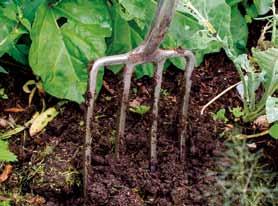 Vitamine knackig frisch 15 Grabgabel rütteln statt Spaten schwingen das spart Schweiß und macht den Boden gesund. Hilft dann auch noch der Regenwurm, geht es dem Boden gut.