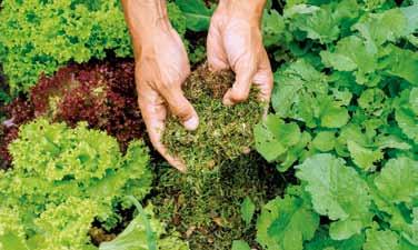 Vitamine knackig frisch 17 Gemüse im Garten Pflücksalate (Lactuca sativa var. crispa) Anbau: Aussaat oder Pflanzung. Ernte: Nach 3 bis 5 Wochen.