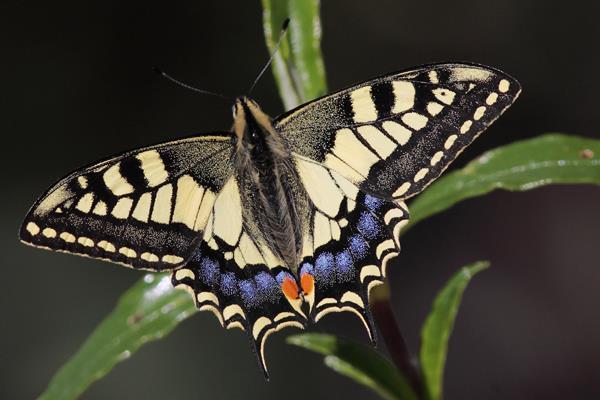 Schwalbenschwanz Papilio machaon O: schwarze Streifen und Flecken; HFL mit blauem