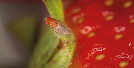 Pflanzen Technischer Leitfaden für die Bekämpfung von Drosophila suzukii in Beerenkulturen Pauline Richoz, Mélanie Dorsaz, Serge Fischer, Catherine Baroffio