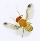 Drosophila suzukii : Bestimmung Männchen zwei schwarze Kämme auf dem Tarsus der Vorderbeine ein dunkler Fleck nahe