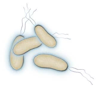 Aptamere für f r bakterielle Pathogene relevante bakterielle Pathogene: Escherichia coli, Salmonella