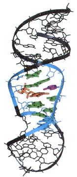 Aptamere als funktionale Nukleinsäuren uren einzelsträngige Oligonukleotide (<100nt) RNA oder DNA Primärstruktur z.b. anti-fmn-aptamer* 5 -GGCGUG.