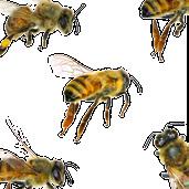 Bienenhotel basteln PROGRAMM Entdecken, erforschen, informieren Schau-Bienenstock Bienen unter dem Mikroskop