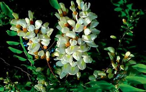 Traubenkirsche Eingrifflig Weißdorn Zweigrifflig Obstgehölze Lindenblüten Zum Schluss wieder ein paar Vertreter aus der Natur die für unseren Honigertrag