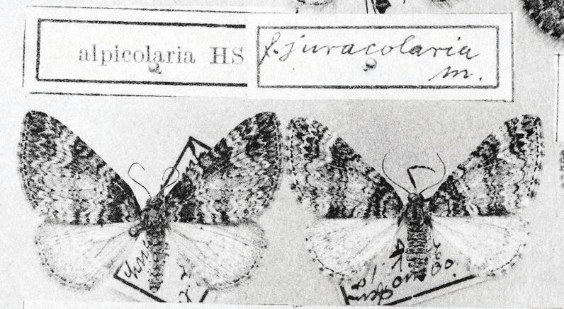 1848, und der Larentia alpicolaria juracolaria Wehrli, 1919 im Original konsultiert.