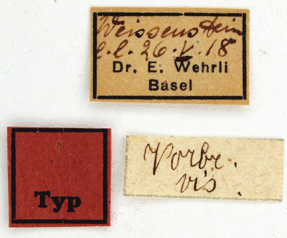Etikette Vorbrodt Larentia obsoletata Herrich-Schäffer, 1838. (später zugefügt?) c) Etikette 3: (rot) Typ. 2005 haben Berard et al. (l. c.) er- Vermutlich Originaletikette Wehrli.
