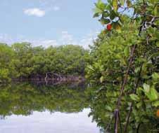 Fazit: Expalsa engagiert sich vor Ort durch ökologische Aquakultur ohne vorbeugende Antibiotika, Wachstumshormone und Gentechnik durch Aufforstungsprojekte der Mangroven durch eine ganzheitliche
