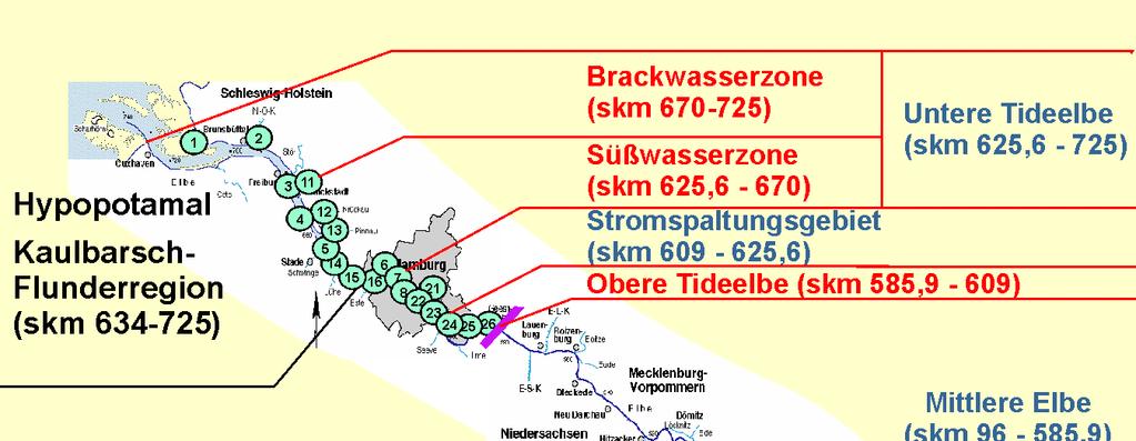 Longitudinale Änderung der Zusammensetzung der Fischfauna (Abundanzverhältnisse) im Potamal der Elbe Hering 6% Kaulbarsch 1% Rest 4%