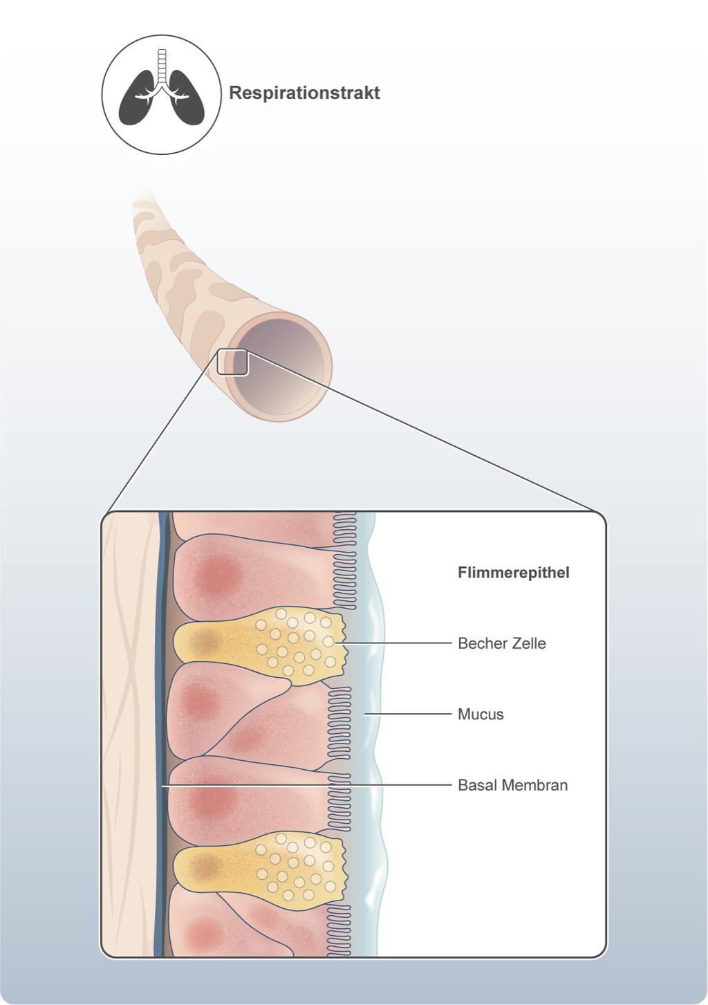Eintritt über den Respirationstrakt Mucus
