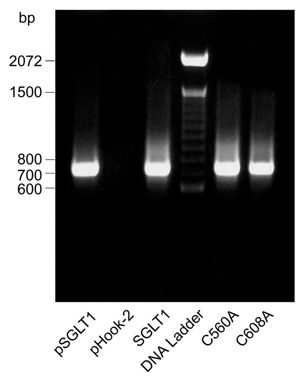 4. Ergebnisse 4..3. Nachweis der Mutanten auf RNA-Ebene Der Erfolg der transienten Expression der Mutanten und des Wildtyps konnte mit Hilfe der Quantitativen Real-Time PCR nachgewiesen werden.