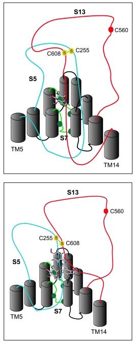 5. Diskussion Abb. 37: Hypothetisches Modell der Bindung des Substrats an den SGLT Dargestellt sind die Transmembrandomänen 5-4.