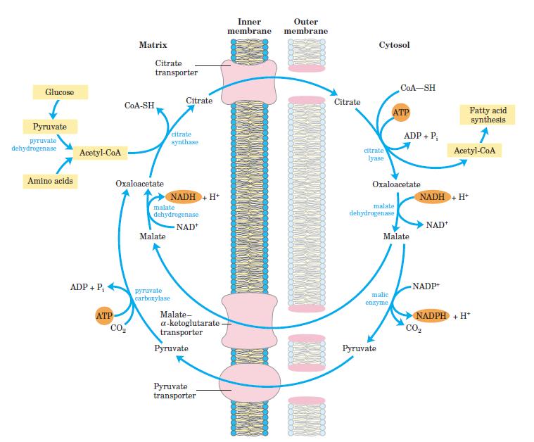 Transport von Acetyl-CoA aus der Matrix ins Cytosol Wichtig: Der Malat Aspartat Shuttle (Malate-a-ketoglutaratetransporter) ist ein