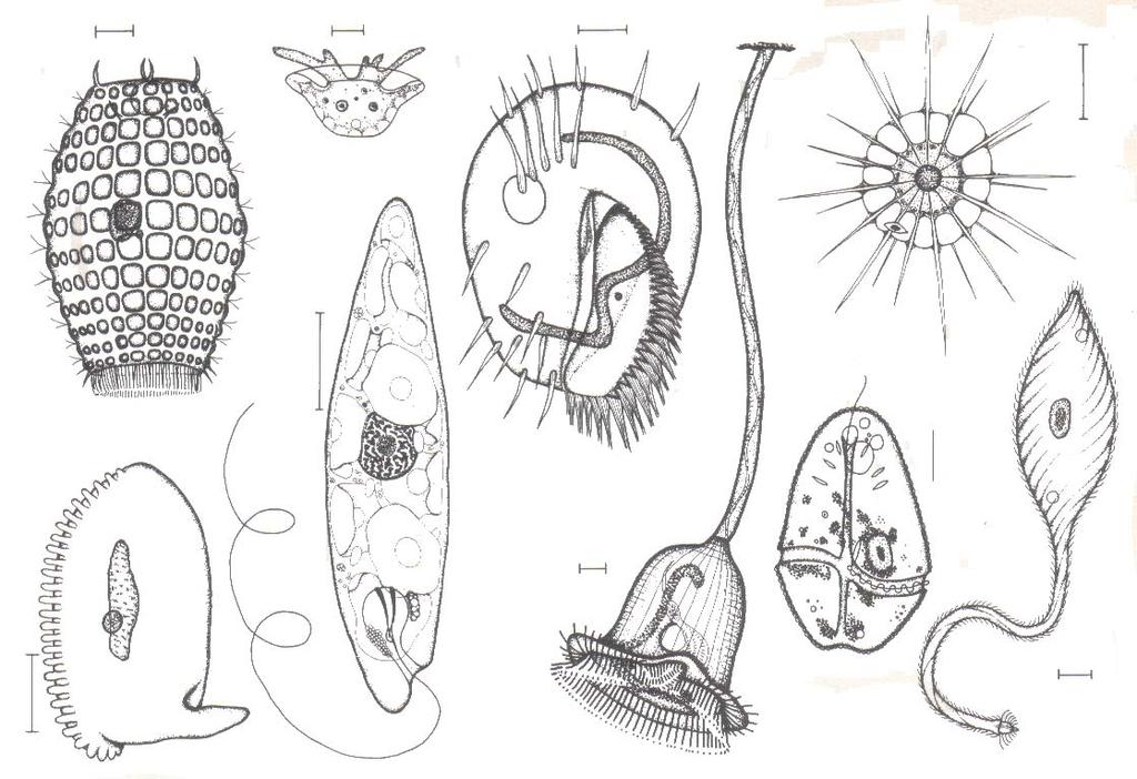 Euglena-Art Wimpertierchen Wimpertierchen Wimpertierchen Dinoflagellat