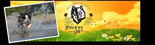 DharmaWolf Academy Http://dharmawolf.