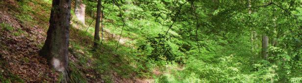 6 FinalForest FinalForest die etwas andere Waldbestattung Sie haben die Wahl: Sie können im FinalForest Ihre letzte Ruhestätte finden direkt am Wegesrand oder auch tiefer im Wald. Das entscheiden Sie.