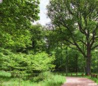 Ihr eigenes Schutzgebiet Wenn Sie sich für FinalForest entscheiden, helfen Sie, Wald in Deutschland für mindestens 99 Jahre zu schützen.