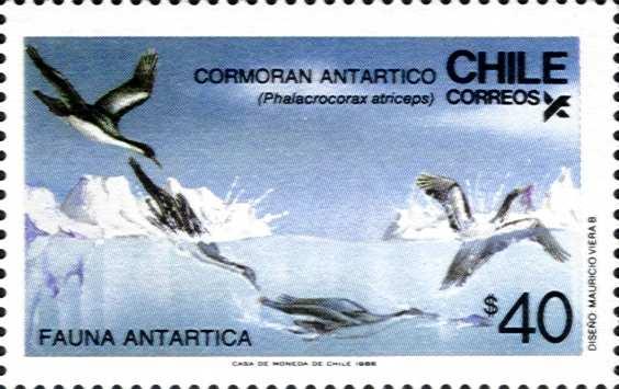 Antarktikseeschwalbe (Sterna vittata).