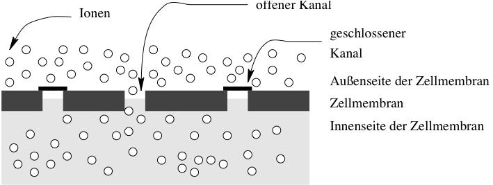 Zellmembran / Ionen Zellmembran - offene und verschließbare Ionenkanäle sind abgebildet.