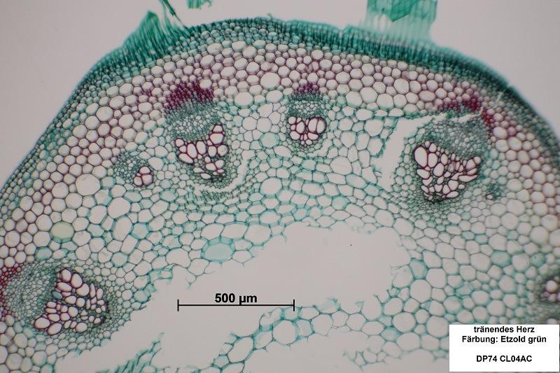 1 2 4 3 Abb: 3.1.3 Ausschnitt 1. Cuticula Wachsschicht zum dichten Abschluss des Pflanzenkörpers. und Epidermis Ein- oder mehrlagige Zellschicht an der Außenseite eines Pflanzenteils.