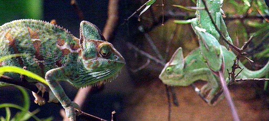 Es wird aber auch oft Nahrung direkt mit dem Kiefer aufgenommen. Fast alle Chamäleons können ziemlich schlecht hören.