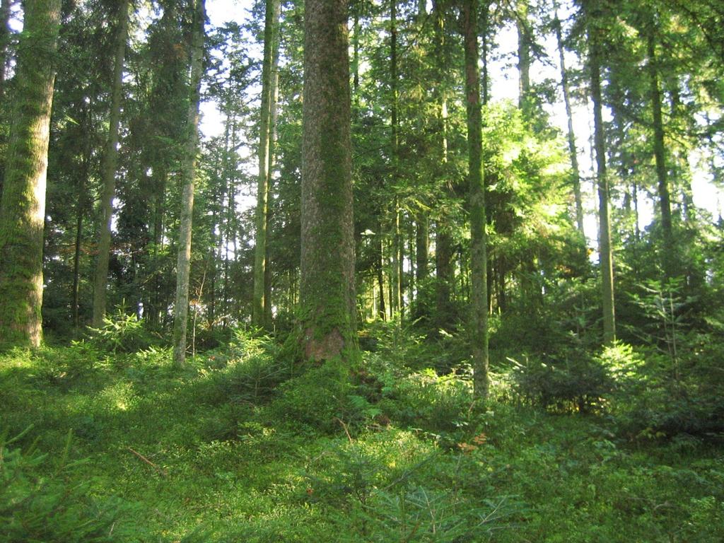 Der Baustoff Holz Holz in der 2-Watt- Gesellschaft Emmentaler Plenterwald
