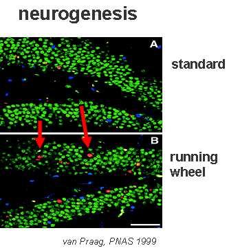 BDNF) (Vaynmann et al, J Neurosci Res 2006)