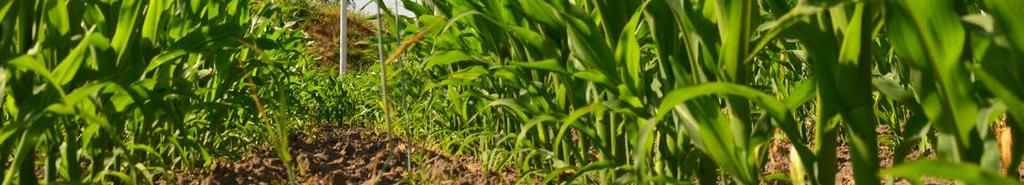Eine junge Erfolgsgeschichte 200 wurde FARMFLEX als erste Sorte für FarmSaat eingetragen. Mit in Deutschland gezüchteten Maissorten leben wir MADE IN GERMANY!