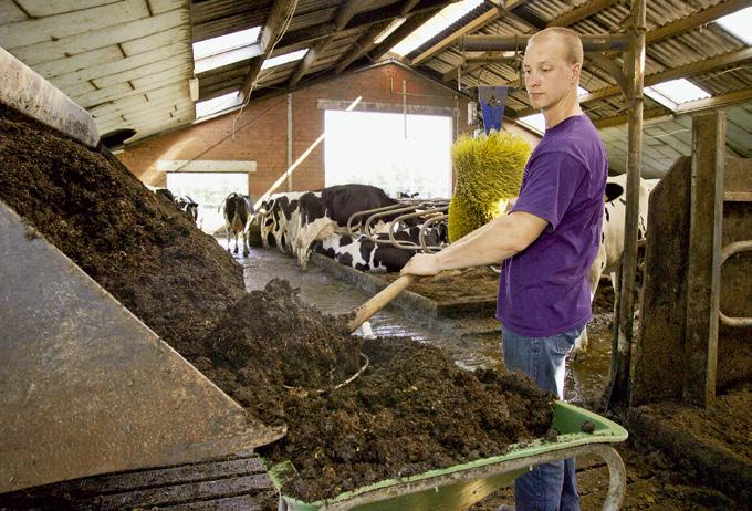Mit Gärresten die Liegeboxen einstreuen? Immer mehr Milchviehhalter setzen Gärreste aus Biogasanlagen als Einstreumaterial ein. top agrar hat drei Betriebe nach ihren Erfahrungen befragt.