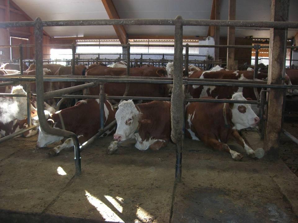 5. Steh- und Liegekomfort Kühe bevorzugen zu 68% Liegeboxen ohne Bugschwelle