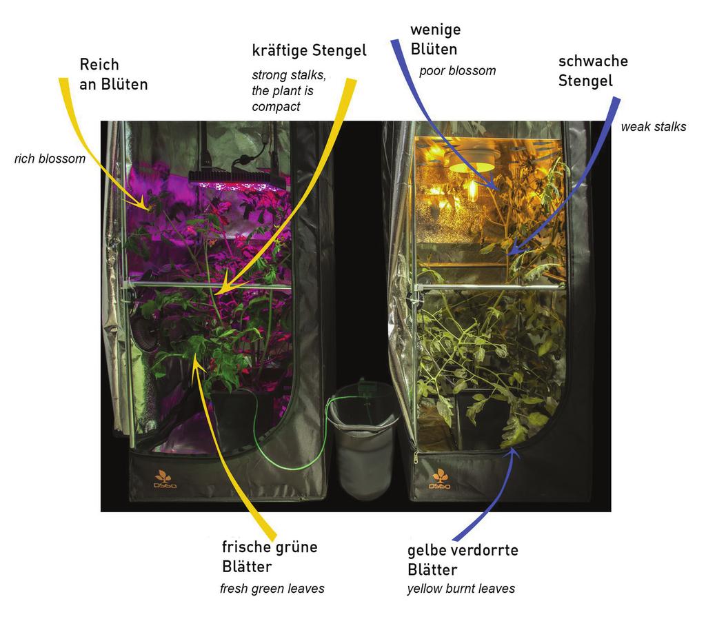 Prakitscher Vergleich der RX Planta und der HPS Comparing RX Planta and HPS in practice Das untere Foto zeigt den Einfluss von verschiedenem Licht auf das Wachstum der Pflanzen.