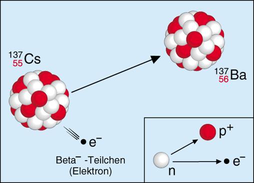 Beta- Zerfall Beim β- - Zerfall geht ein Neutron des Kerns in ein Proton über. Die Ordnungszahl des Kerns erhöht sich um 1. Dadurch entsteht ein anderes chemisches Element.