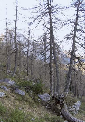 im Bereich der Nord- und Nordwesthänge der Schaufelwand. Verbreitet sind Lärchenwälder außerdem auf dem Plateau, wobei der Schwerpunkt in der Westhälfte liegt.