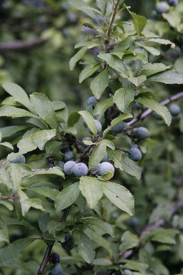 Der Schlehdorn (Prunus spinosa), auch Schlehe, adstringierend (zusammenziehend), harntreibend, schwach abführend, fiebersenkend, magenstärkend und entzündungshemmend.