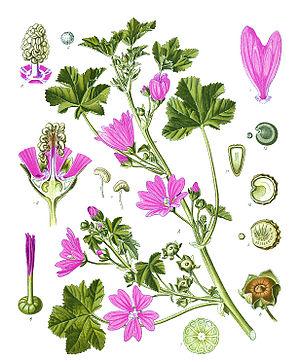 Wilde Malve (Malva sylvestris) Verwendung in der Küche Die Blätter können roh oder gegart gegessen werden. Sie sind schleimig mit einem milden angenehmen Geschmack.