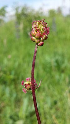 Der Kleine Wiesenknopf (Sanguisorba minor) Verwendung Die Blätter und Blüten haben einen leicht gurkenähnlichen Geschmack, beide können in kalten Getränken und auch in Salaten Verwendung finden.