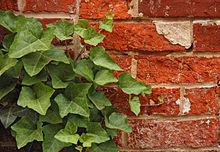 Efeu (Hedera helix) Sämtliche Pflanzenteile des Gemeinen Efeus sind giftig.