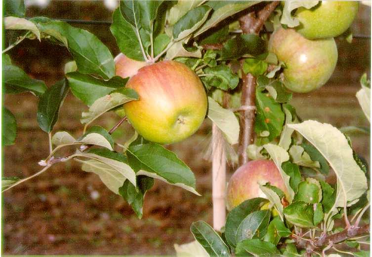 Grüner Fürstenapfel, eine