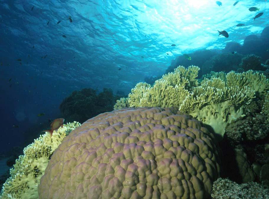 biodiver sität der Korallenriffe bewahren