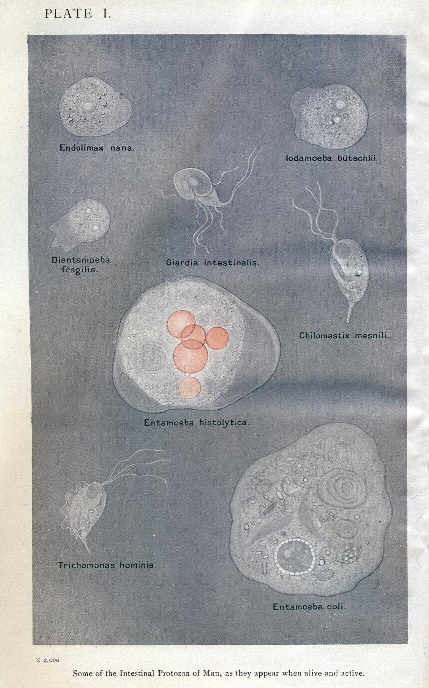 Biologiezentrum Linz/Austria, download unter www.biologiezentrum.at Abb. 2: Balantidium coli (aus HARTMANN & SCHILLING 1917). Abb. 1: Intestinale Protozoen des Menschen (Tafel I aus DOBELL & O CONNOR 1921).