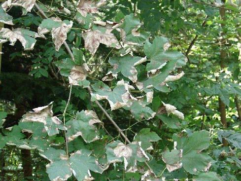 11 Braune Blätter an Bergahorn Eine auffällige Blattverfärbung konnte bereits Ende August an Bergahorn im Aargauer Reusstal und bei Birmensdorf (ZH) beobachtet werden.