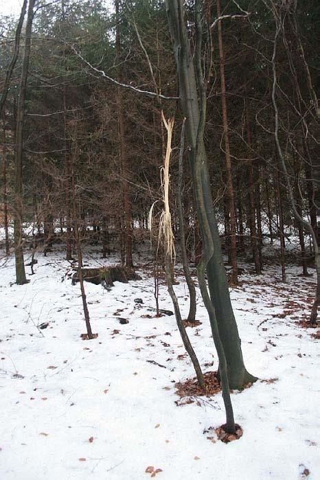 14 Stammentrindung durch Eichhörnchen Eine besondere Beobachtung wurde anfangs 2007 am zürcherischen Üetliberg gemacht. Auf einer Höhe von 2-4 m war eine junge Linde stammumfassend entrindet.
