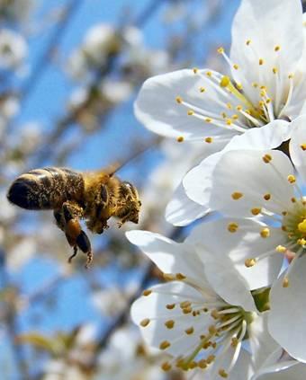 Wie schützt man die Pflanze, ohne dass Bienen sterben? Beiträge zu einem besseren Schutz von Bienen Dipl.-Ing.agr S.