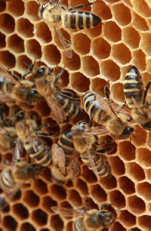 Liebe Bienenfreunde, das Arbeiten mit Bienen ist für viele Menschen viel mehr als ein Hobby.