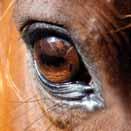 Tiere (0 Tage Wartezeit) Cepemycin CTC 10 mg/g Augensalbe für Pferde, Rinder, Hunde und Katzen. Chlortetracyclinhydrochlorid.