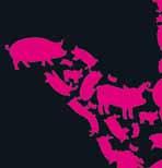 45 Themenkreis: Tierwohl im Fokus der Gesellschaft neue Herausforderungen und Chancen für den Nutztierarzt (gemeinsame Auftaktsitzung der Vortragsveranstaltungen Schwein und Rind) Vorsitz: H.-J.