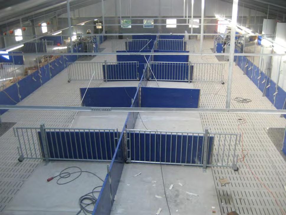 Die richtige Einstufung erfolgt mit dem Ausstallen aus dem Abferkelbereich und Deckzentrum.