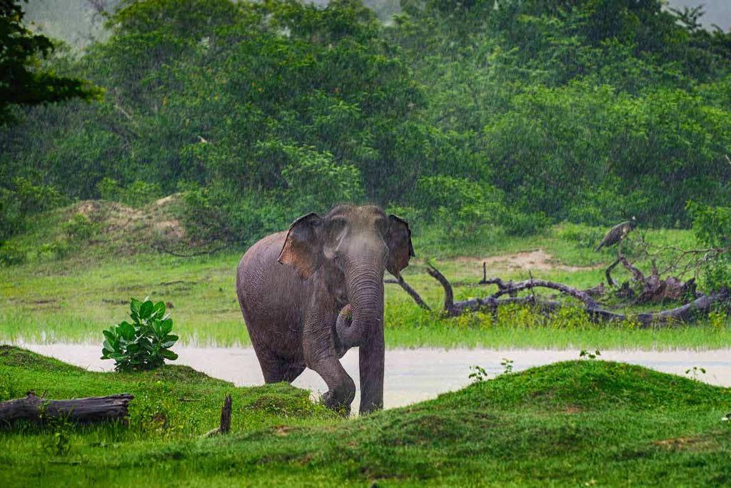 Udawalawe Nationalpark Beherbergt die größte Elefanten-Population in Sri Lanka (mehr als 400 Tiere) Vor allem in den Morgenstunden kann man viele exotische Vögel